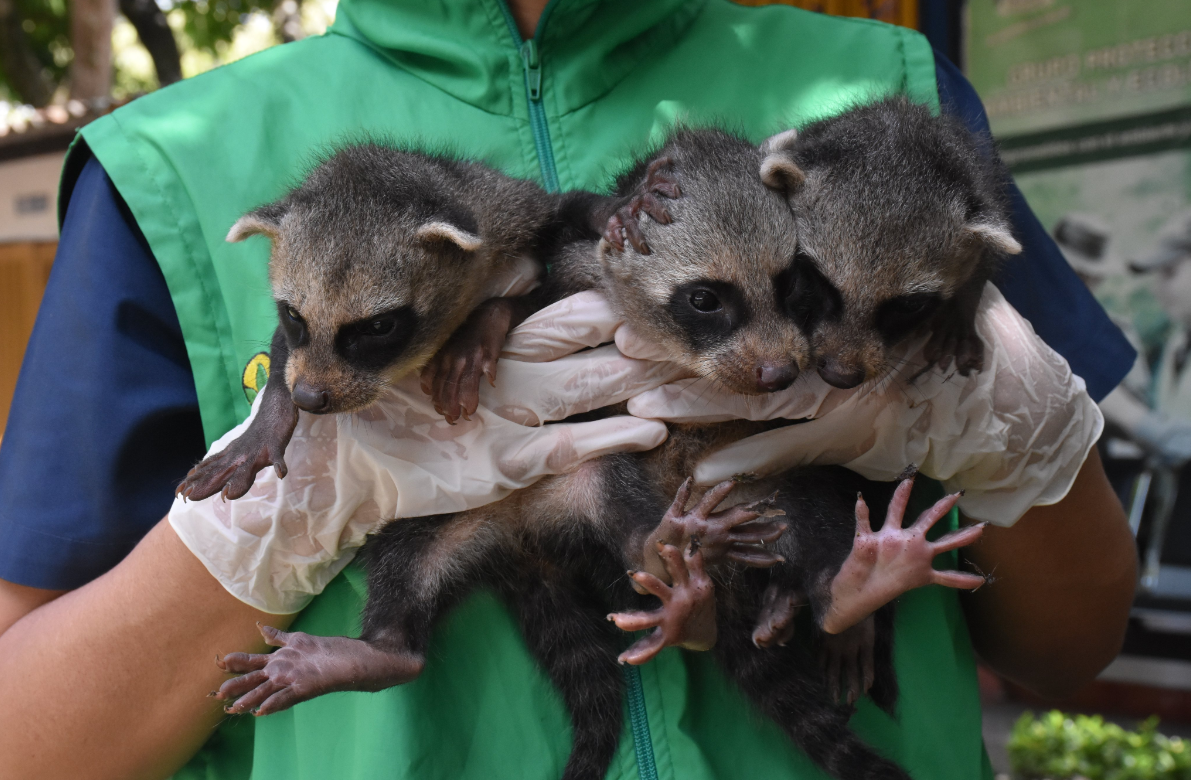791 animales silvestres regresaron a su hábitad natural en Huila