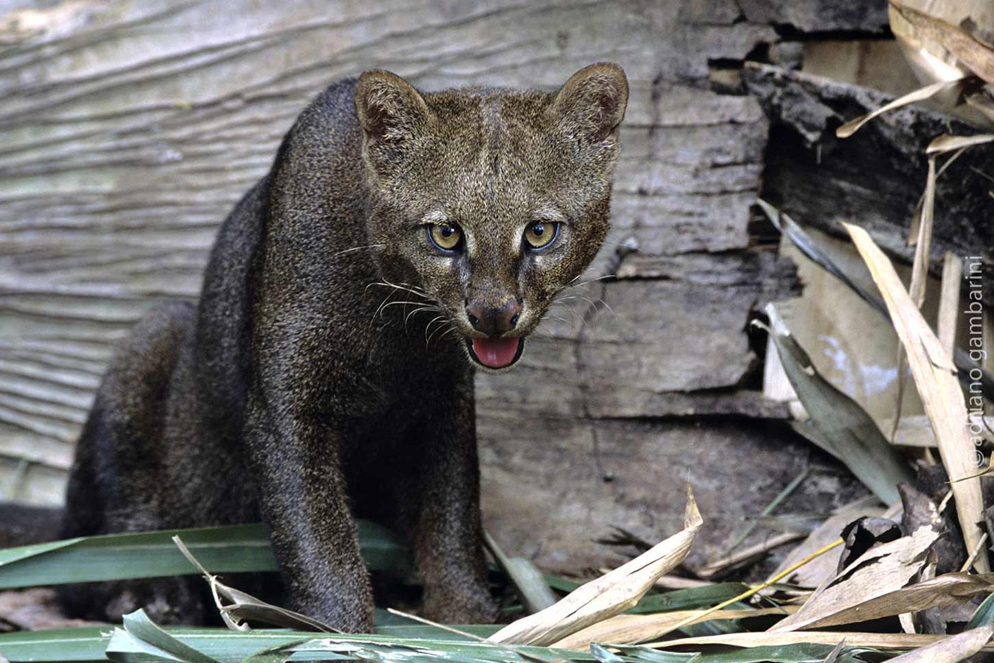 Puma Yaguarundí fue recuperado y rehabilitado