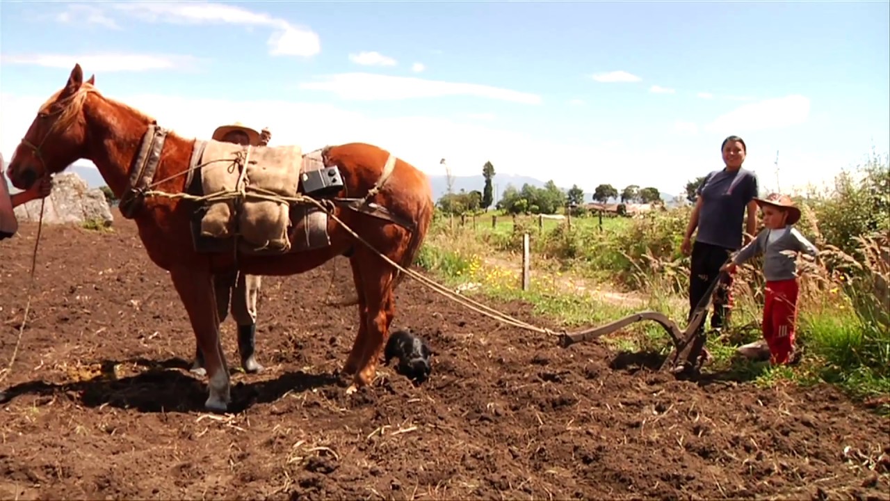 En el Huila continúan los métodos arcaicos para realizar la agricultura