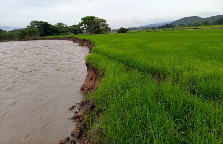 Lluvias afectan siembra de arroz en varios departamentos