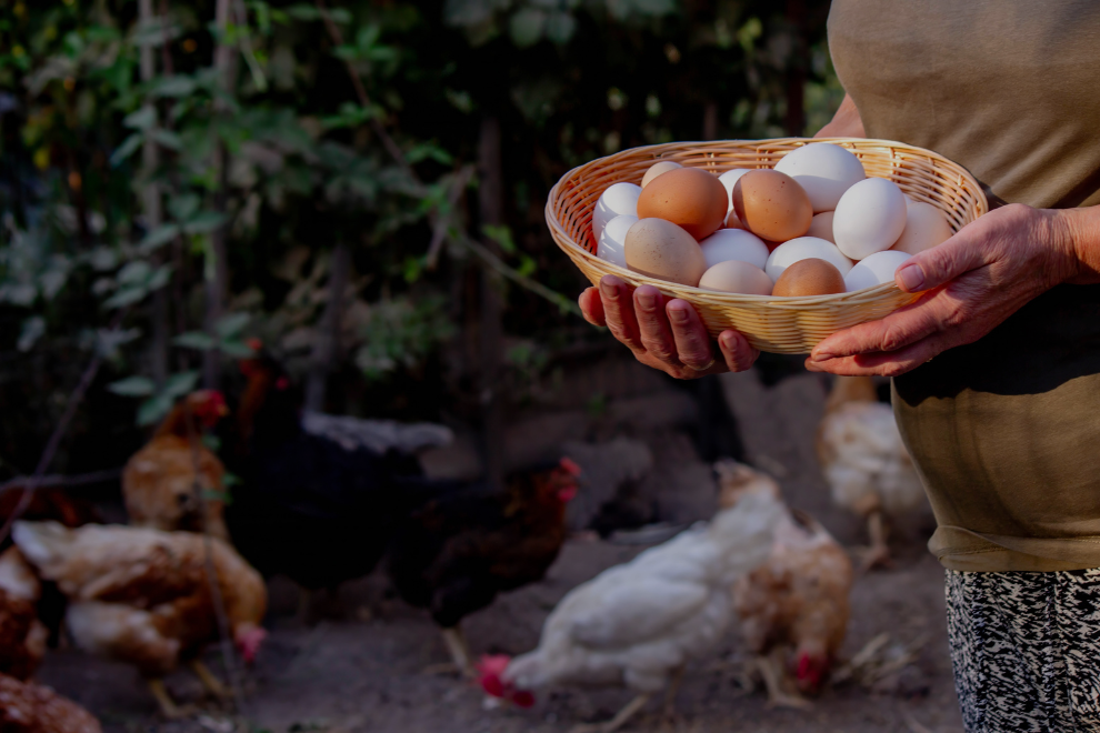 La crisis del huevo golpea a los productores de Cundinamarca