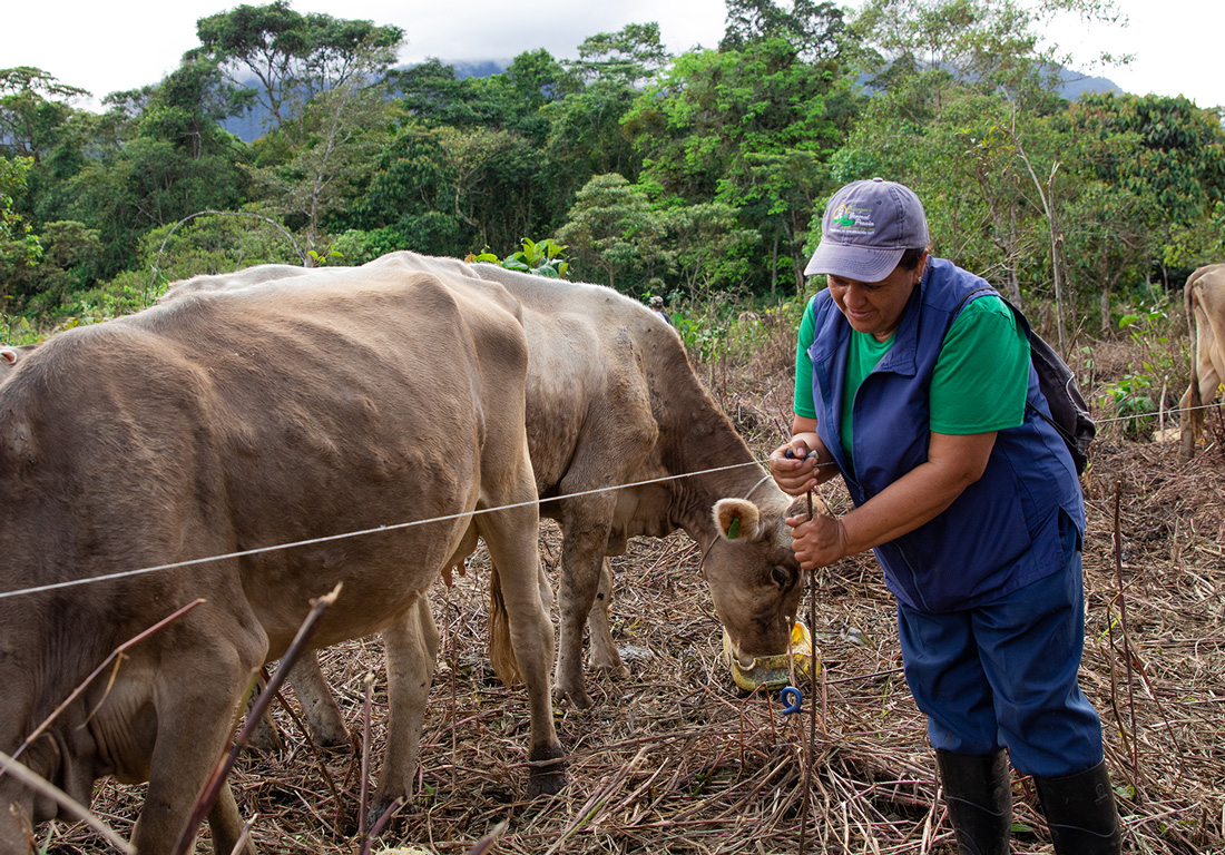 {AUDIO] Ganaderos del Huila se encuentran en crisis
