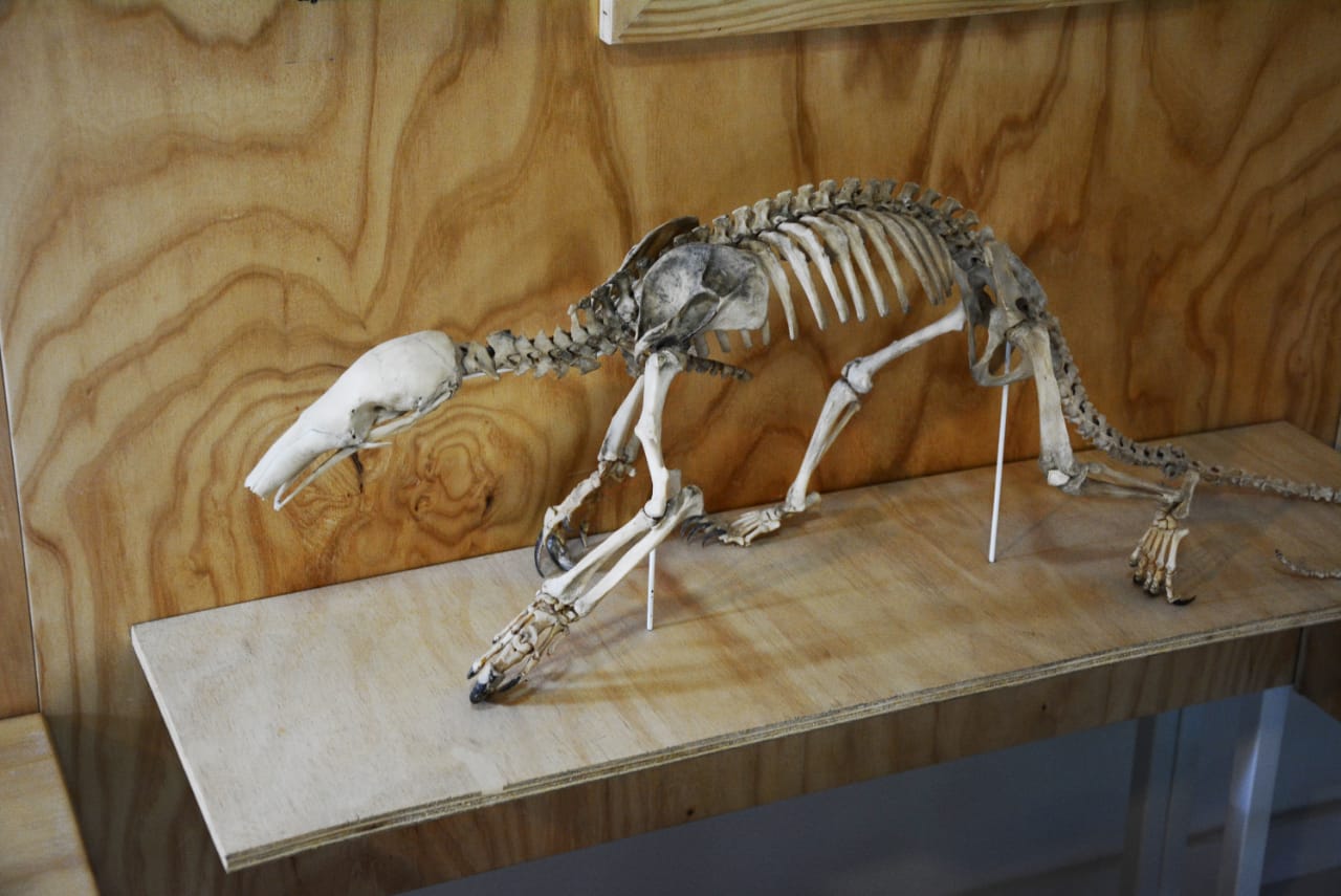 [AUDIO] Museo paleontológico de Villavieja podría cerrar sus puertas