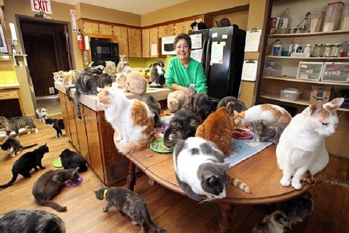 Mujer vive con más de mil gatos en su casa y su historia se viraliza