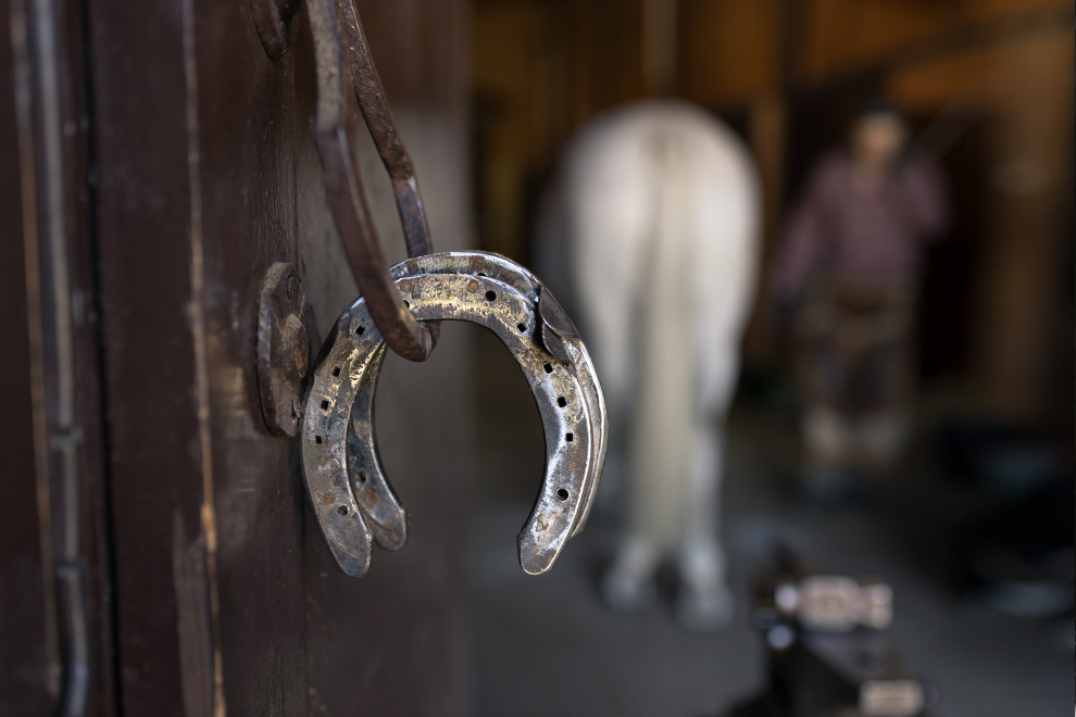 Expertos alertan sobre riesgos de un mal primer herraje en caballos