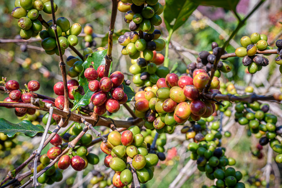 Viotá y La Mesa lideran apuesta educativa cafetera en Cundinamarca