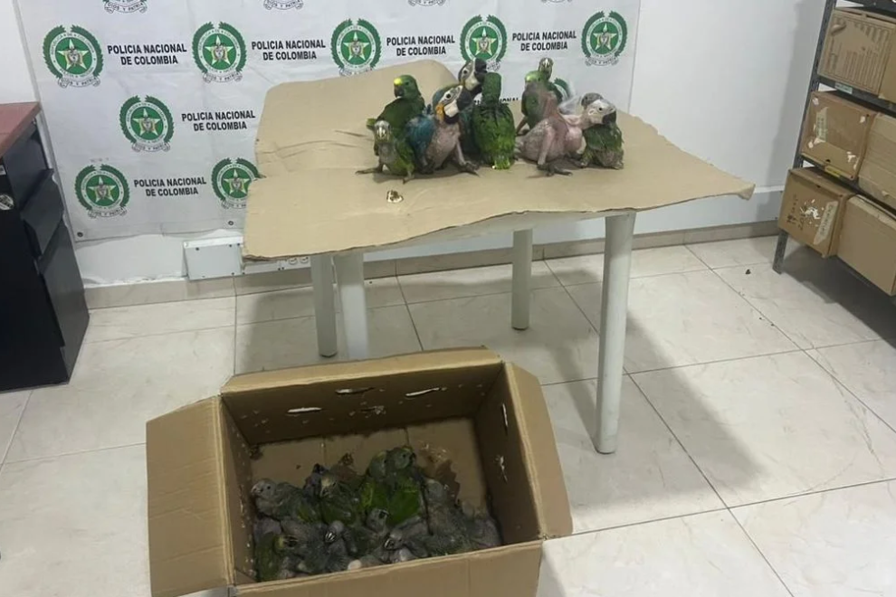 Golpe al tráfico de especies en Cundinamarca