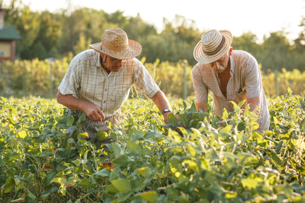 Así pueden bajar sus deudas los productores del campo
