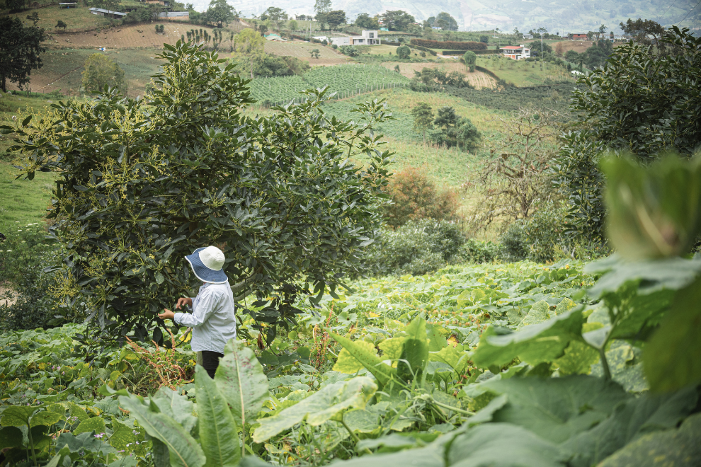 Paso a paso para saber si su finca puede venderse al Estado
