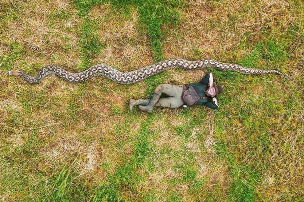 Pitón gigante rompe récord Guinness