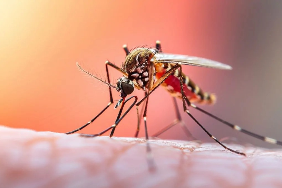 Muertes por fiebre amarilla reactivan la alerta sanitaria en Colombia