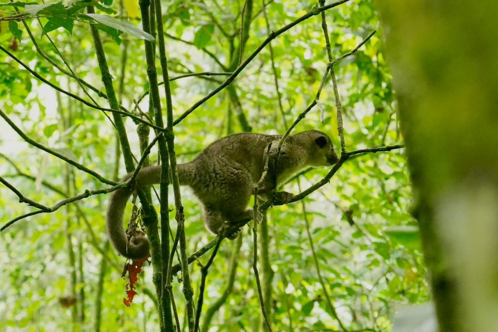Autoridades liberan en Cundinamarca animales silvestres víctimas del tráfico ilegal