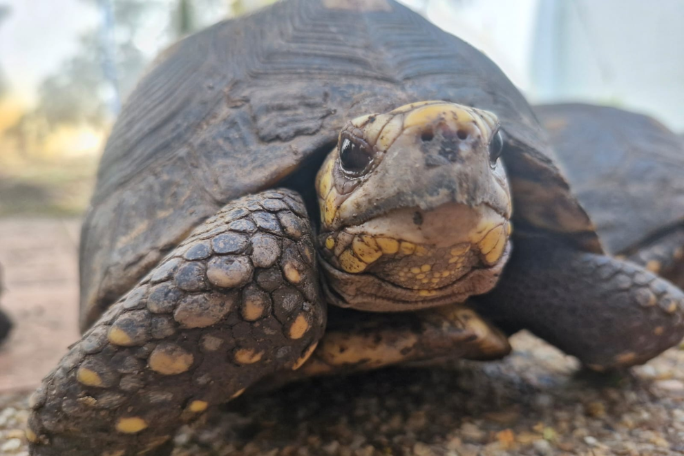 Autoridades ambientales recuperaron varios animales silvestres en Cundinamarca