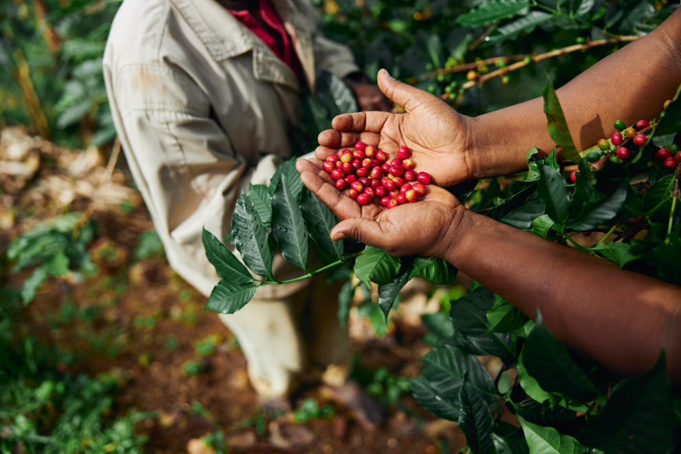Caficultores de La Mesa Cundinamarca fortalecen su producción