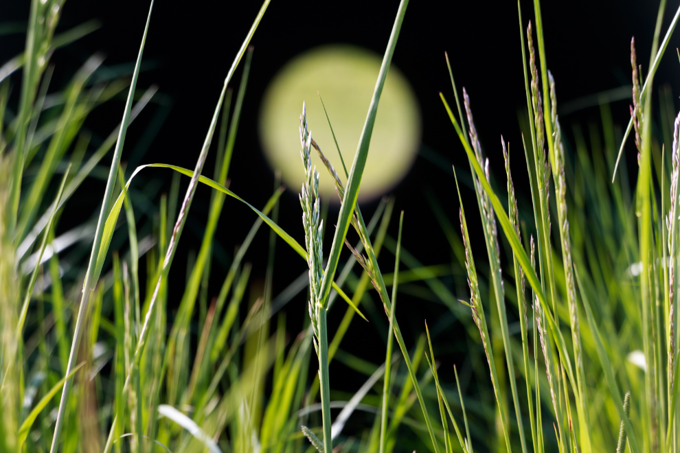La Luna también tendría efectos en el campo