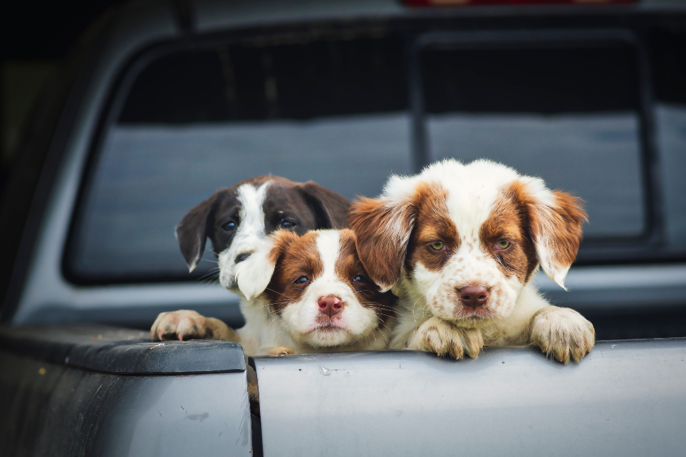 SOAT para animales