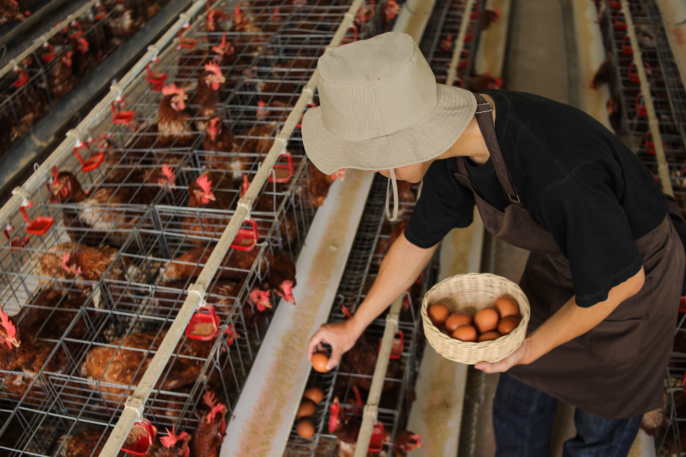 Compra masiva de huevos beneficiará a pequeños productores de Cundinamarca y Santander