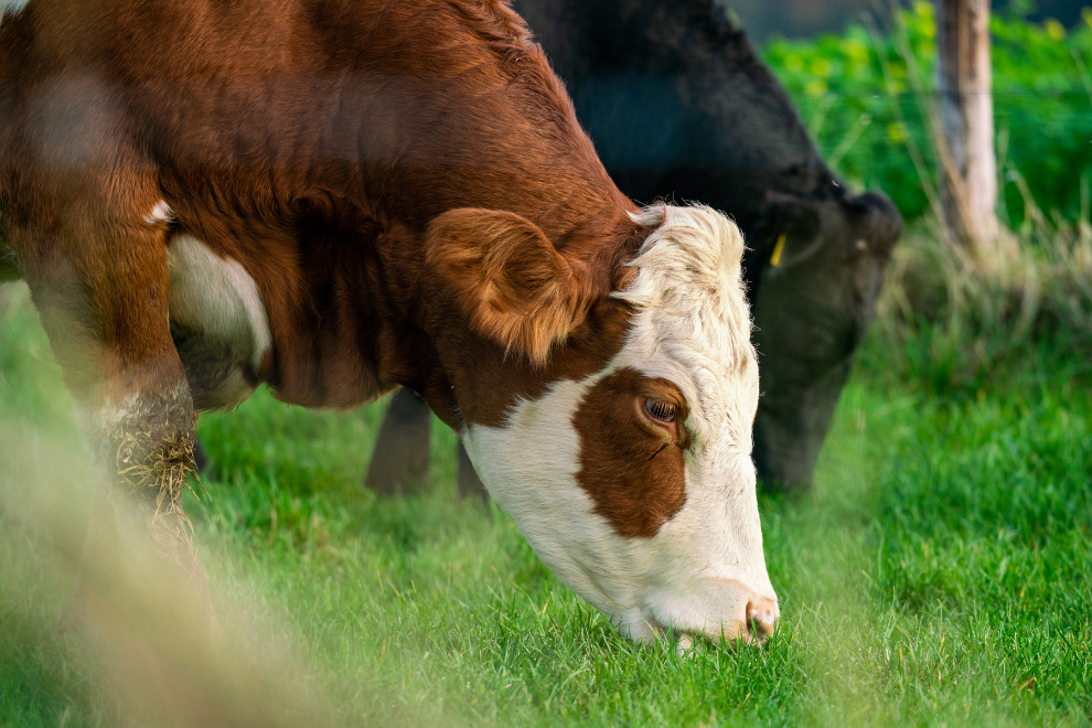 Expertos revelan cómo ganar más en la producción de leche
