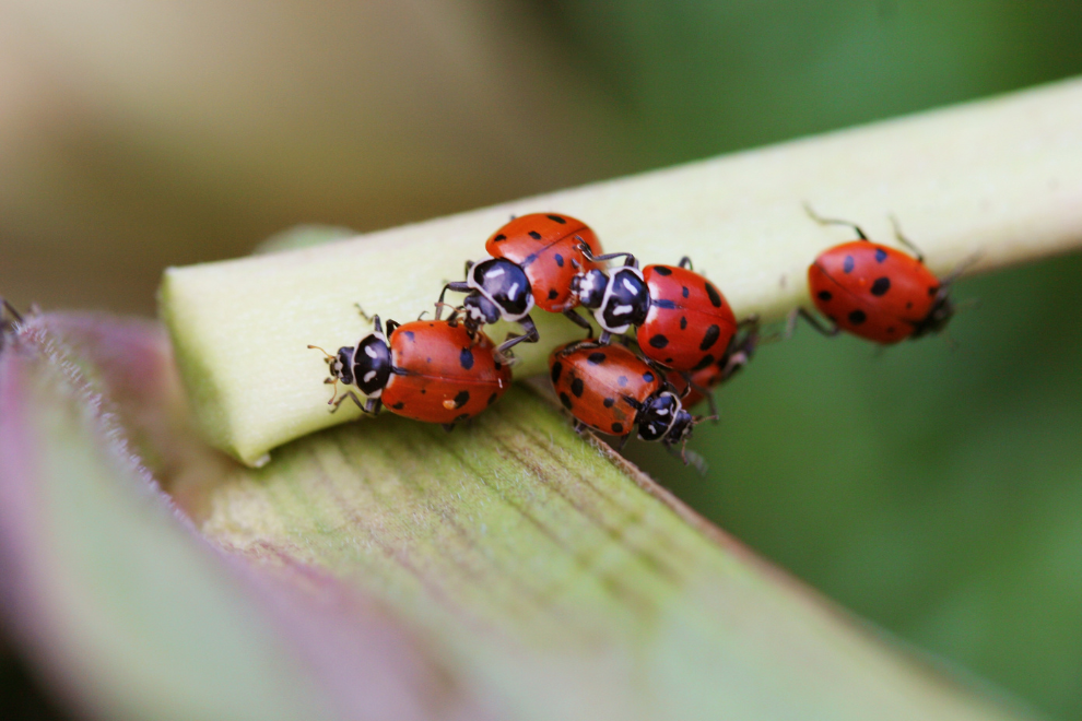 Insectos se convierten en la nueva defensa natural de los cultivos