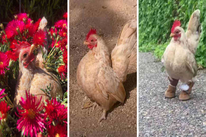 Insólito, un pollo aprendió a caminar con calzado especial