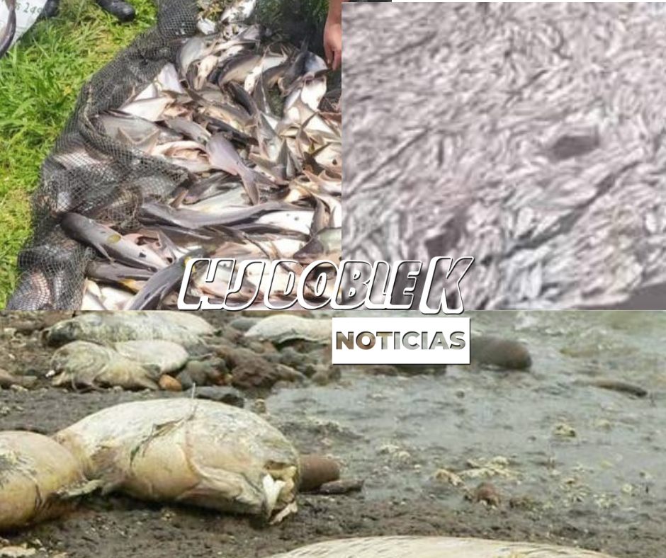 Mortandad de peces en el norte del Huila a causa de las altas temperaturas