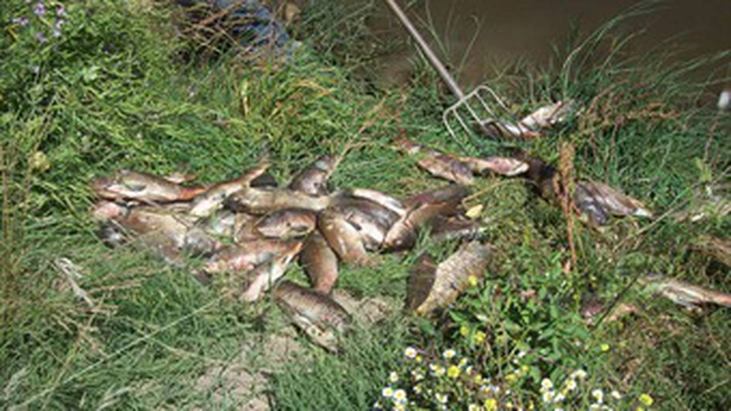 Algas serían las responsables de la mortandad de peces en la represa de Betania