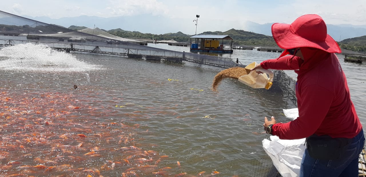 El Huila se consolida como primer productor piscícola del país