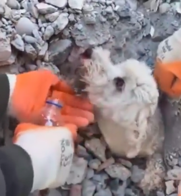 Sacaron perrito vivo en medio de los escombros en Turquía