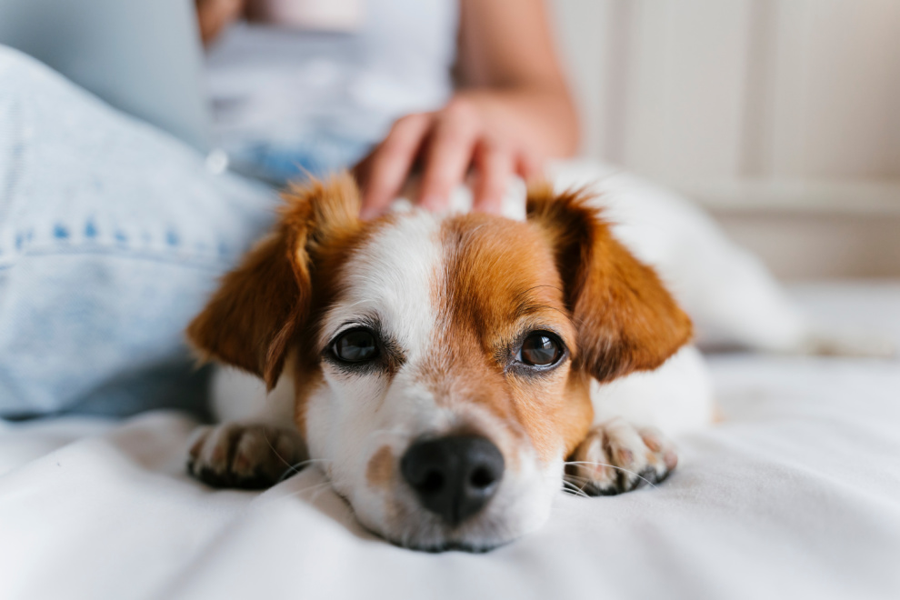 Cundinamarca refuerza la protección animal