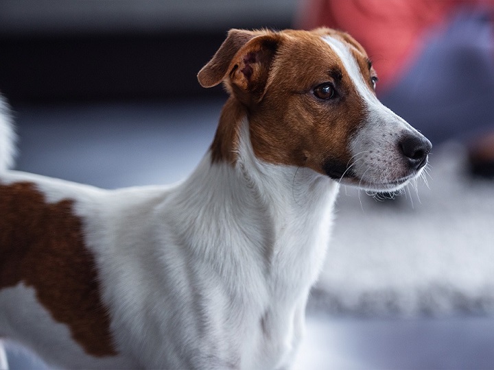 Curiosa reacción de un perro con su dueño