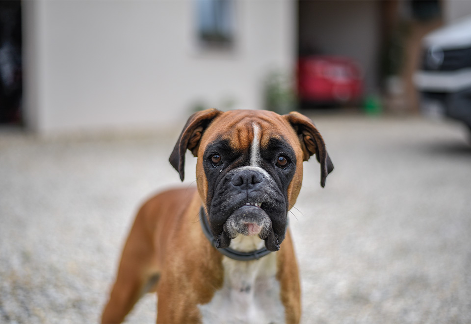 Perro se desespera buscando a su dueña