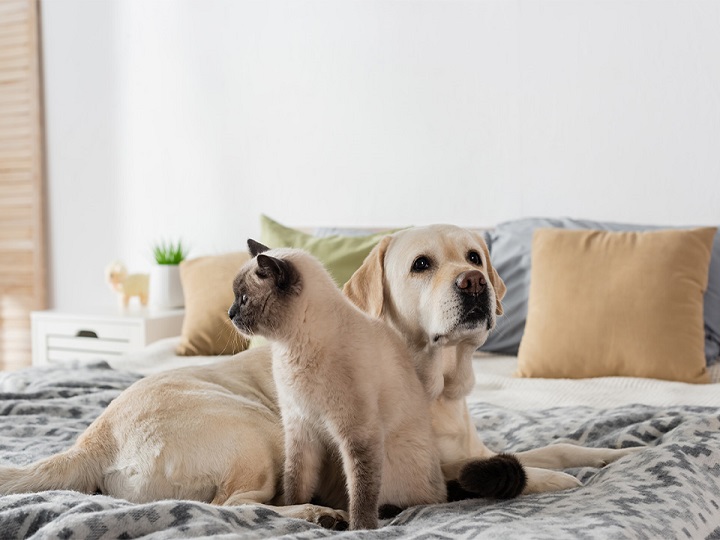 Impactante ataque de perros