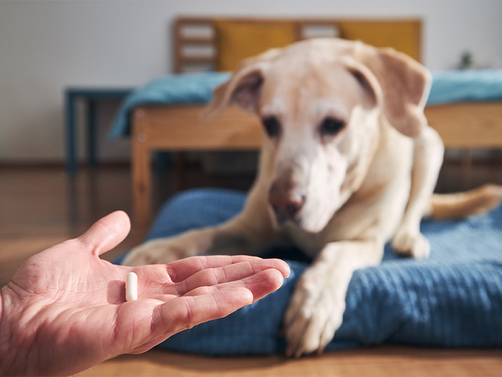 Lo que sucede al medicar al perro