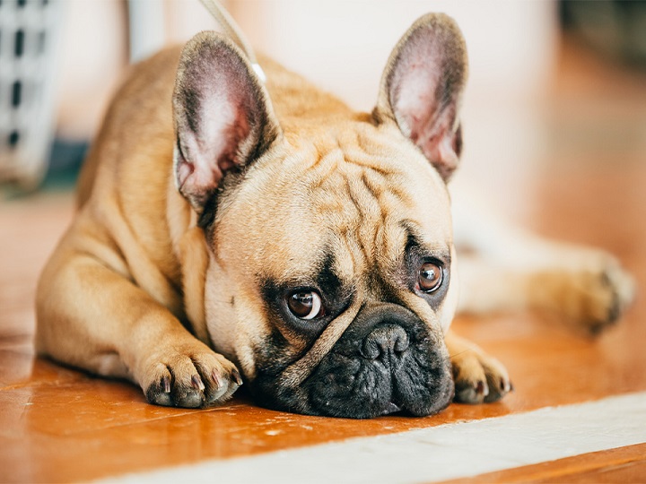 Celos de un perro