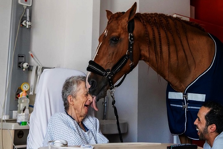 Caballo ayuda a reducir ansiedad en pacientes con cáncer en hospital de Francia