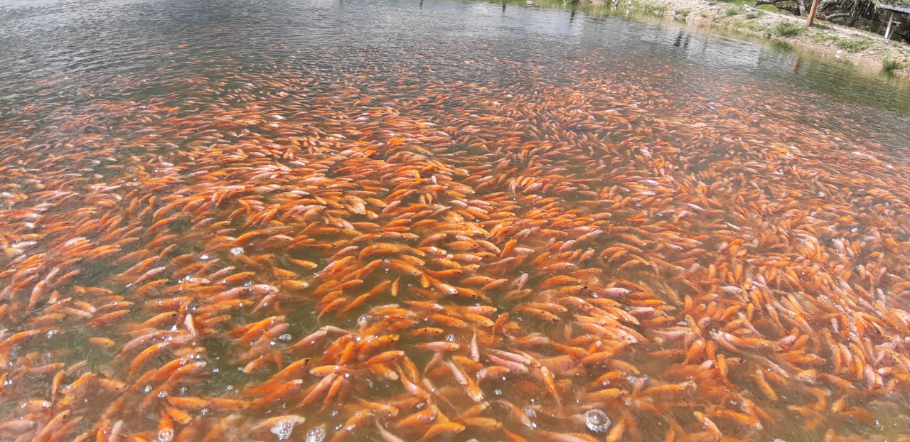 [AUDIO] Temperaturas pueden amenazar producción piscícola
