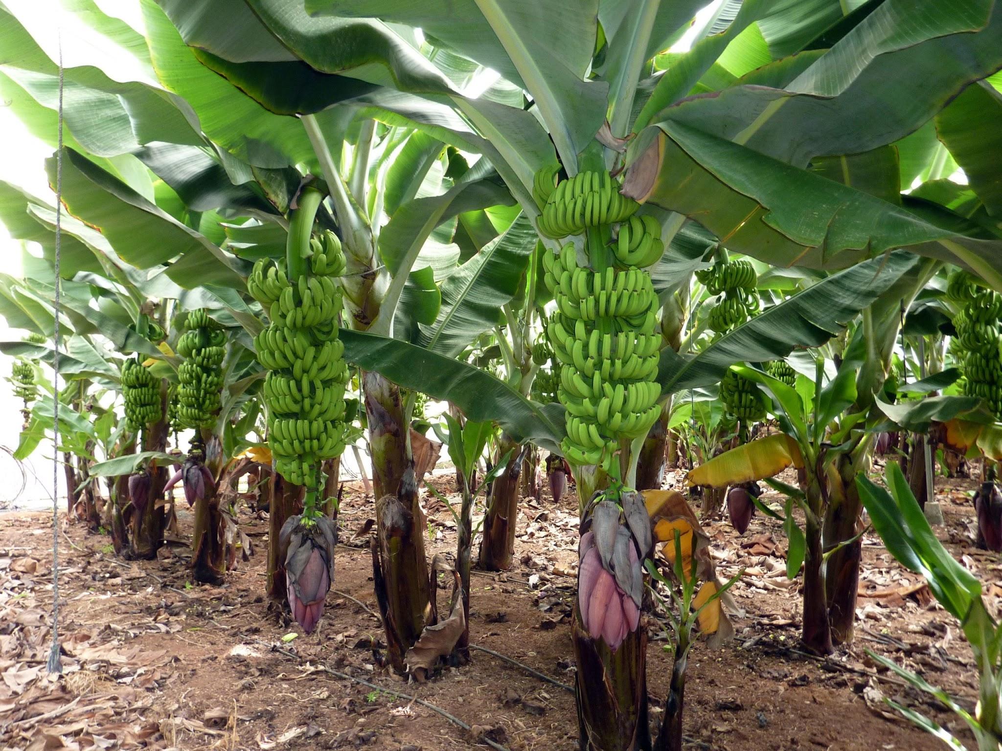 [AUDIO] Producción de plátano en Neiva baja con los cambios climaticos