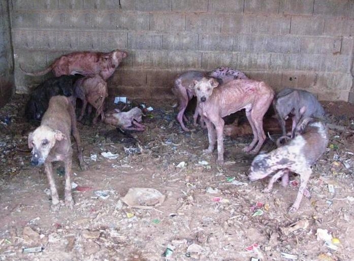 Abandono total de animales en el Caguan