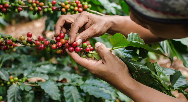 Después de tres meses la carga de café vuelve a subir