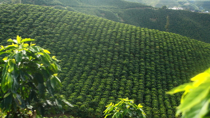Huila supera meta nacional de renovación de cafetales en 2024