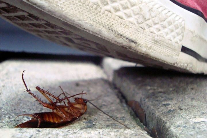 Estos son los peligros de pisar una cucaracha