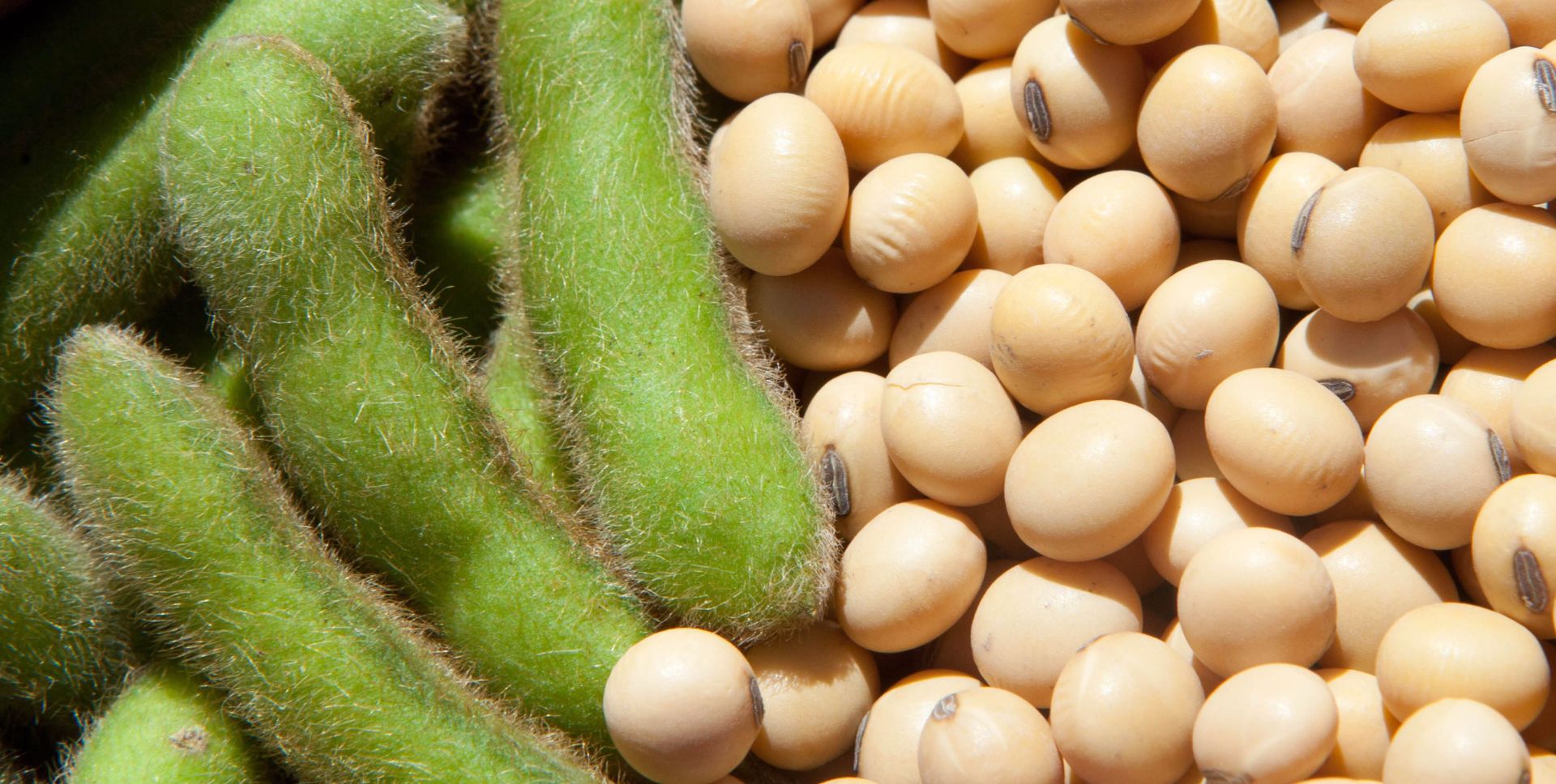 Fenalce impulsa en Campoalegre la siembra de soya como alternativa para los arroceros
