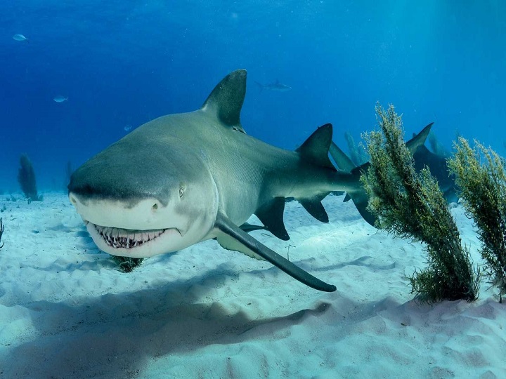 En el estómago de un tiburón encuentran restos humanos