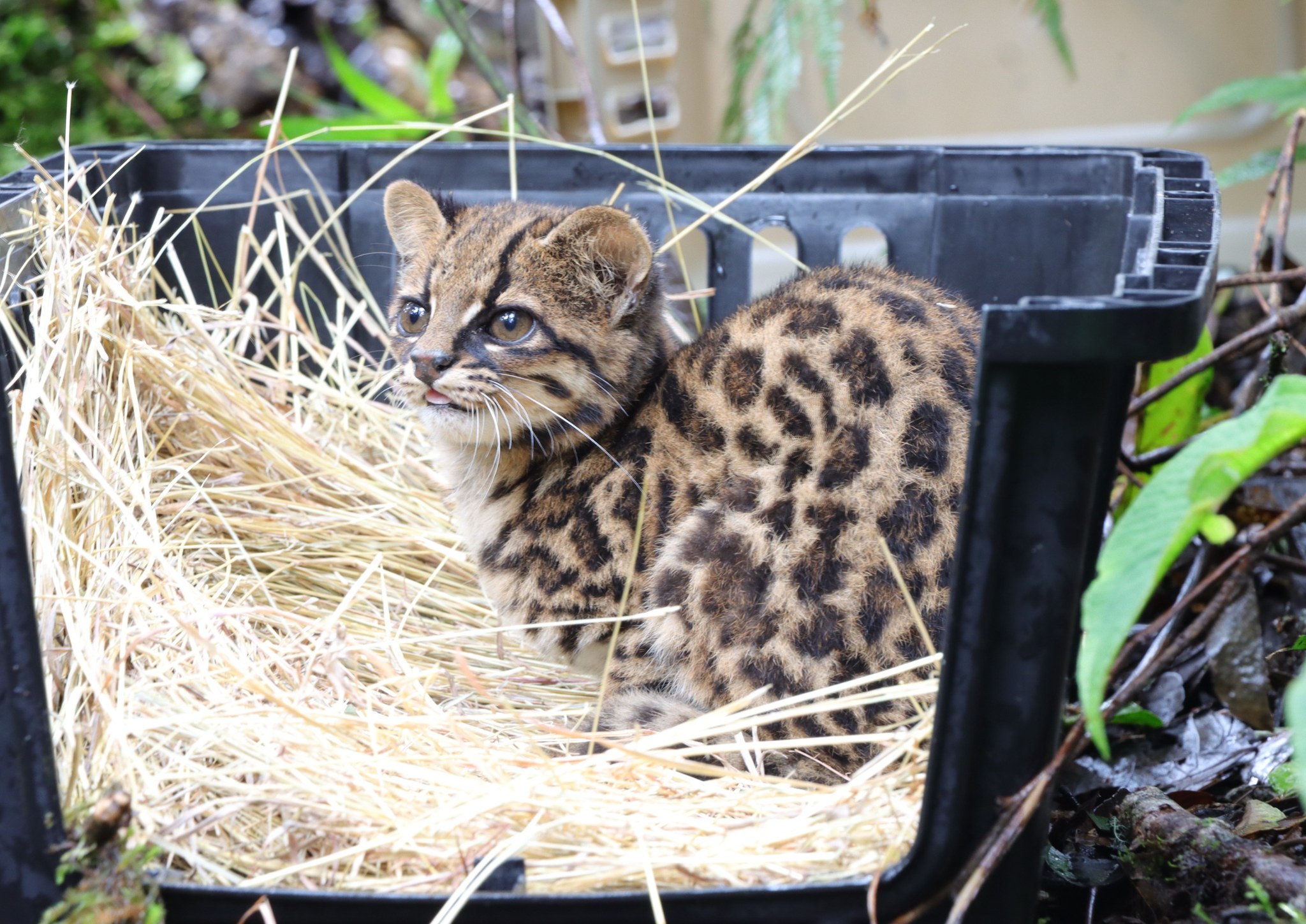 Pumas y tigrillos criados artificialmente vuelven a su hábitat natural