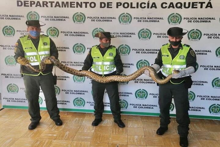 LA POLICIA RESCATA ESPECIE QUE HABÍA SALIDO DE SU HABITAD NATURAL