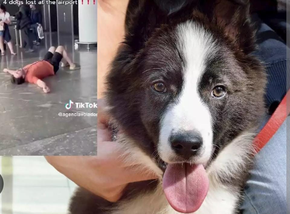 “¿Dónde están mis perros?”: Aerolínea no sabe el paradero de mascotas de un hombre