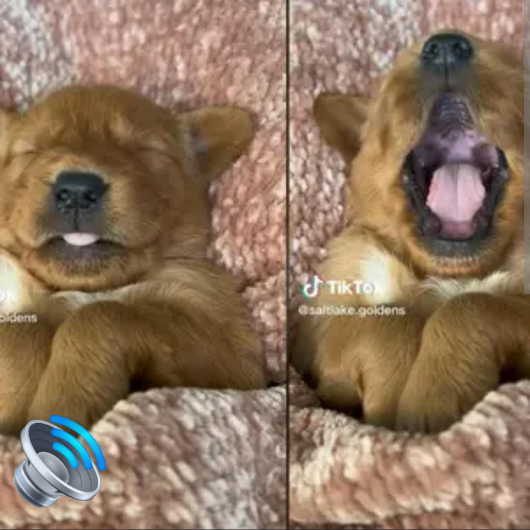 Cachorro se vuelve viral por su forma de dormir: “Precioso, parece un peluche”