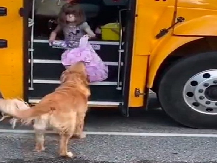 Perro le carga la maleta a niña ¡Que tierno!