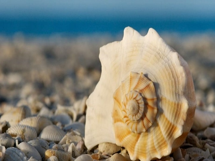 ¿ Realmente escuchas el océano con conchas marinas?
