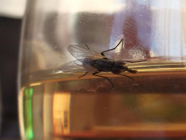 Diferentes animales, consumen alcohol para “olvidar sus penas”